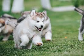 ALASKAN MALAMUTE CACHORROS DISPONIBLES