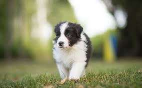 Adorable Border Collie Cachorros
