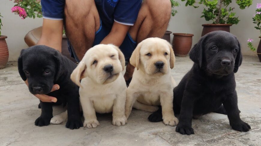 Labradores Retriever Cachorros listos