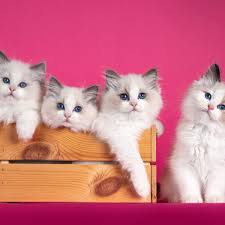 RAGDOLL Gatos Y Otras Razas Disponibles