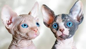 SPHYNX Gatos Y Otras Razas Disponibles