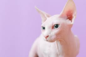 SPHYNX Gatos Y Otras Razas Disponibles