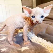 SPHYNX Gatos Y Otras Razas Disponibles