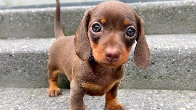 ¡Hola! Cachorros Teckel disponibles