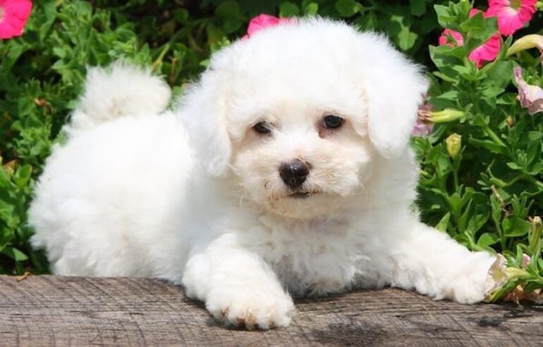 Hola! cachorros Bichon Frise disponibles