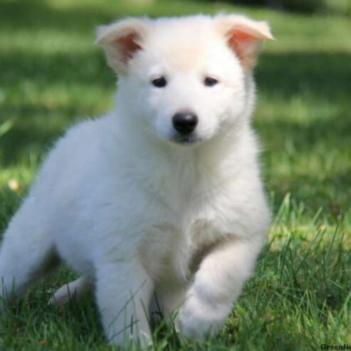 Adorable Border Collie Cachorros