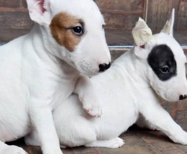 BULL TERRIER CACHORROS DISPONIBLES