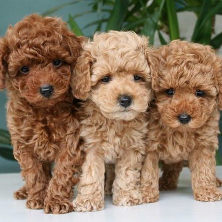 Cachorros Caniches machos y hembras
