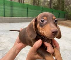 ¡Hola! Cachorros Teckel disponibles